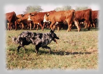 Dunamenti Nyjas Csincsere Becses - cifra mudi szuka