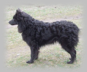 Hamupipke